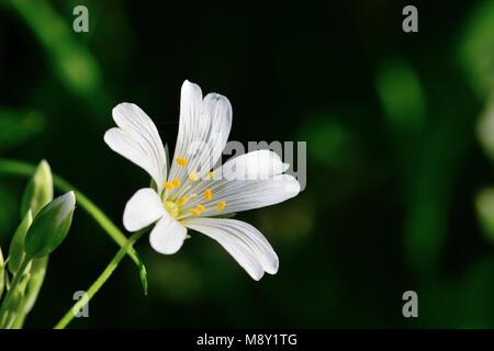 Ripresa macro di un chickweed fiore in fiore Foto Stock