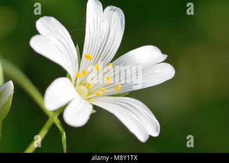 Ripresa macro di un stitchwort fiore in fiore Foto Stock