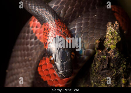 I serpenti in genere Oxyrhopus sono spesso Batesian imita del corallo velenosi serpenti. Questo quelli colori luminosi possono offrire alcuni la difesa come bene. Foto Stock