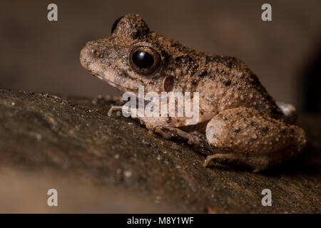 Il comune di big-testa (rana Oreobates quixensis) nella famiglia Craugastoridae. Foto Stock