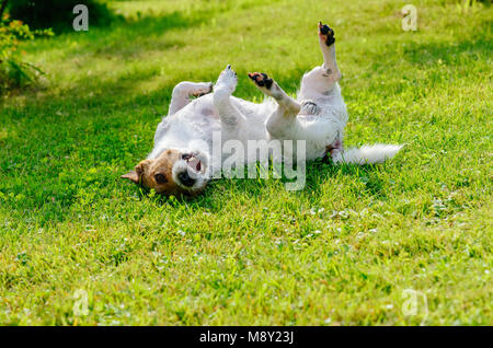 Infetti o cane allergica graffi e prurito il suo ritorno sulla terra Foto Stock