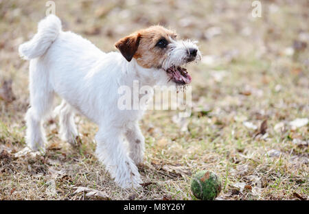 Cucciolo di Jack Russell Terrier cane giocando con sfera nella mattina di primavera Foto Stock