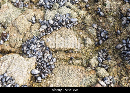 Letto del comune di Cozze Mytilus edulis su una spiaggia in Spagna Foto Stock