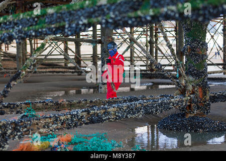 Inquinamento Ambientale di hastings pier, un uomo è visto salendo i pilastri del molo al fine di pulire tutte le tracce di corda e materie plastiche, Regno Unito Foto Stock