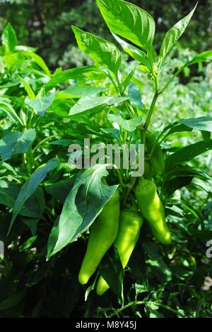 Banana peperoni sulla pianta in un giardino Foto Stock