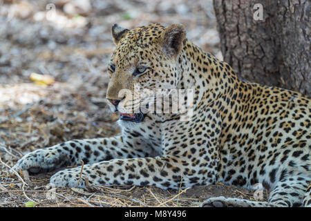 Un vecchio africana di Leopard (Panthera pardus pardus) giacente all'ombra di un albero, Sud Luangwa, Zambia, Africa Foto Stock