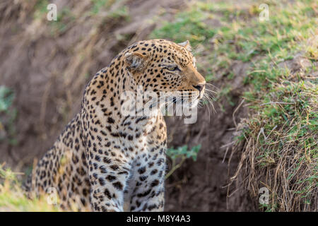 African Leopard (Panthera pardus pardus) seduta bassa in un burrone e guardare alcuni dei vicini in preda, Sud Luangwa, Zambia, Africa Foto Stock