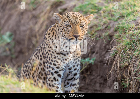 African Leopard (Panthera pardus pardus) seduta bassa in un burrone e guardare alcuni dei vicini in preda, Sud Luangwa, Zambia, Africa Foto Stock