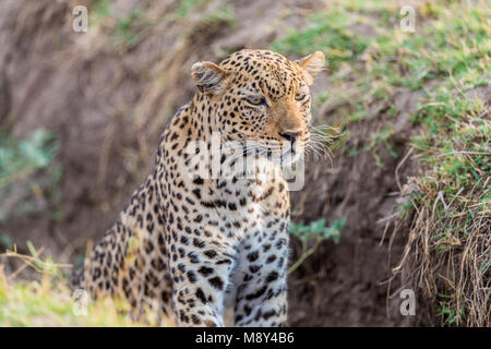 African Leopard (Panthera pardus pardus) seduta bassa in un burrone e guardare alcuni dei vicini in preda, Sud Luangwa, Zambia, Africa Foto Stock