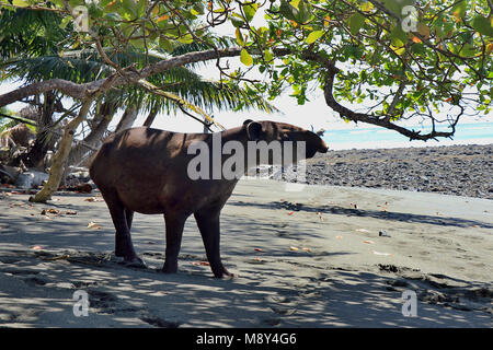 Rare di Baird, il tapiro (Tapirus bairdii) in piedi su una spiaggia remota nel Parco Nazionale di Corcovado, sulla Costa Rica della penisola di Osa Foto Stock