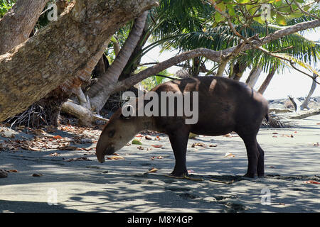 Rare di Baird, il tapiro (Tapirus bairdii) in piedi su una spiaggia remota nel Parco Nazionale di Corcovado, sulla Costa Rica della penisola di Osa Foto Stock