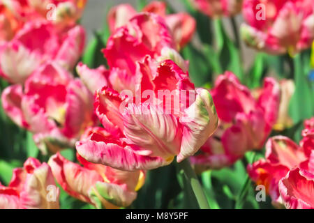 Tulip albicocca Parrot (Tulipa, Liliacee), fiori in primavera Foto Stock