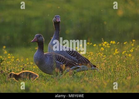 Grauwe Gans ha incontrato jongen; grigio-lag Goose con i bambini Foto Stock