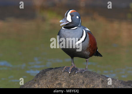 Mannetje Harlekijneend zittend op marcisce; maschio Arlecchino anatra arroccata su una roccia Foto Stock