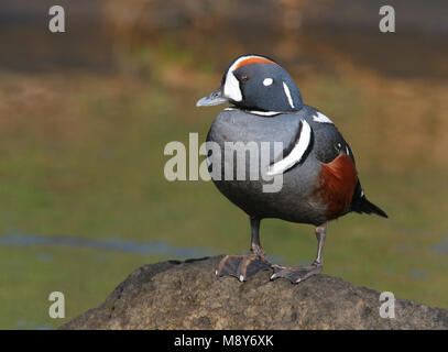 Mannetje Harlekijneend zittend op marcisce; maschio Arlecchino anatra arroccata su una roccia Foto Stock