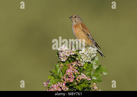 Kneu zittend op tak; Comune Linnet seduta sul ramo Foto Stock