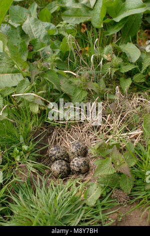 Nest met eieren van de Kievit; nido con uova di Pavoncella Foto Stock