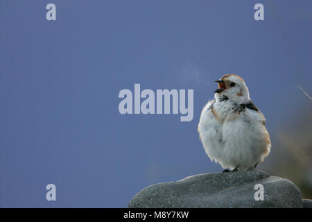 Mannetje Sneeuwgors zingend op marcisce; Snow Bunting maschio cantare su roccia Foto Stock