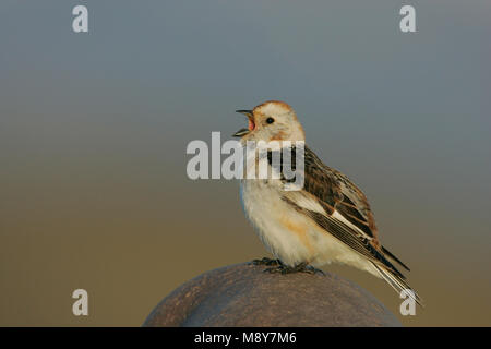 Mannetje Sneeuwgors zingend op marcisce; Snow Bunting maschio cantare su roccia Foto Stock