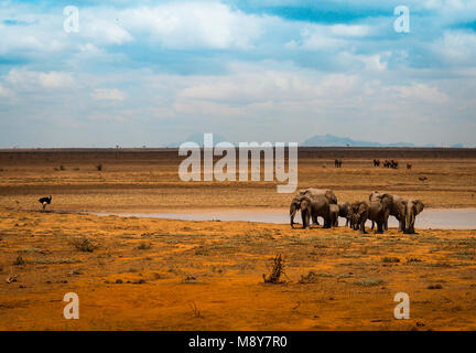 Gli elefanti in prossimità di un bacino di acqua nel parco di Tsavo in Kenya, uno struzzo guarda questo animali a Arica Foto Stock