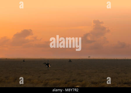 Tramonto nella savana in Tsavo National Park in Kenya, Africa, con uno struzzo che spuntavano in erba Foto Stock