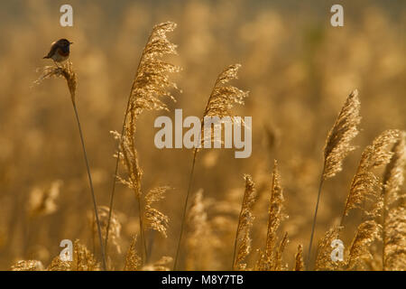 Blauwborst zittend; White-Spotted pettazzurro appollaiato Foto Stock