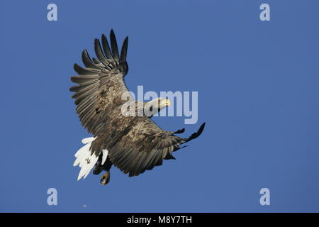 Volwassen Zeearend in de vlucht; adulto bianco-tailed Eagle in volo Foto Stock