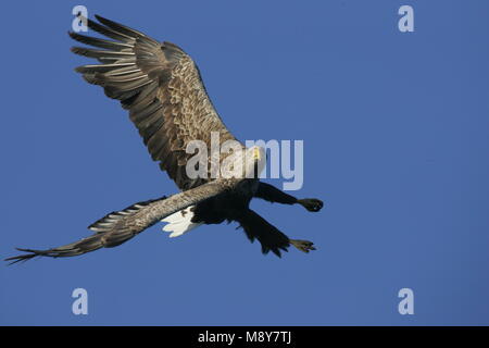 Volwassen Zeearend in de vlucht; adulto bianco-tailed Eagle in volo Foto Stock