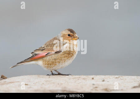 Atlasbergvink, African Crimson-winged Finch Foto Stock