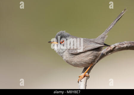 Trillo Baleari - Balearengrasmücke - Sylvia balearica, Mallorca, maschio adulto Foto Stock