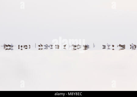 Rosse Grutto, bar-tailed Godwit, Limosa lapponica Foto Stock