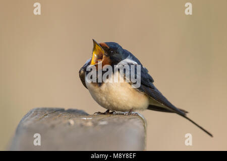 Barn Swallow - Rauchschwalbe - Hirundo rustica ssp. rustica, Ungheria, maschio adulto Foto Stock