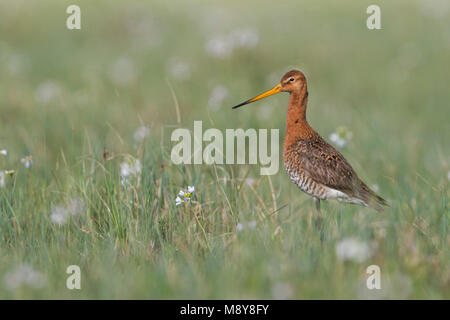 Nero-tailed Godwit - Uferschnepfe - Limosa limosa ssp. limosa, Polonia, adulti, maschi, piumaggio di allevamento Foto Stock