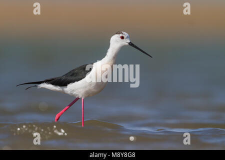 Black-winged Stilt - Stelzenläufer - Himantopus himantopus ssp. himantopus, Kazakistan, femmina adulta Foto Stock