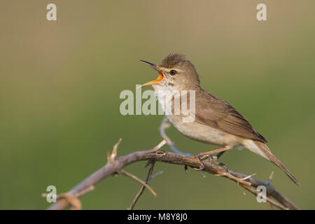 Struikrietzanger zingend op tak; Blyths Reed Trillo canto sul ramo Foto Stock