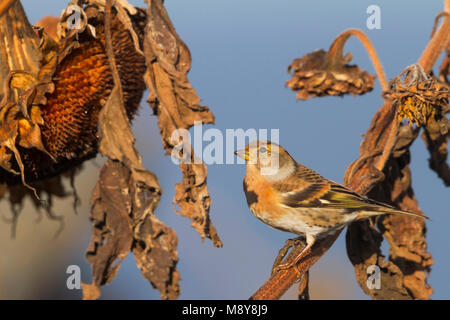Brambling - Bergfink - Fringilla montifringilla, Germania, femmina adulta Foto Stock