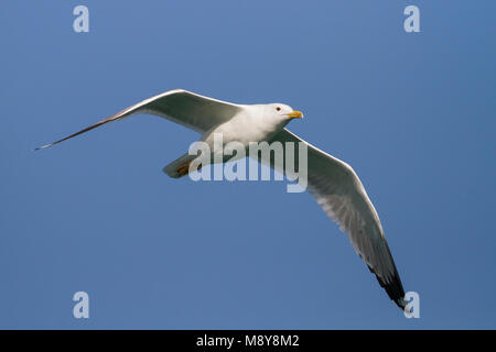 Pontische Meeuw, Caspian Gull, Larus cachinnans, Oman, adulti Foto Stock