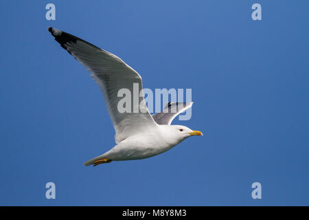 Pontische Meeuw, Caspian Gull, Larus cachinnans, Oman, adulti Foto Stock