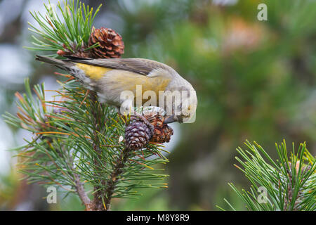 Crossbill comune - Fichtenkreuzschnabel - Loxia curvirostra ssp. curvirostra, Germania, femmina adulta, tipo C 'Glip Crossbill' Foto Stock