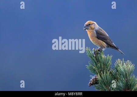 Crossbill comune - Fichtenkreuzschnabel - Loxia curvirostra ssp. polyogyna, Spagna, adulto, maschio Foto Stock