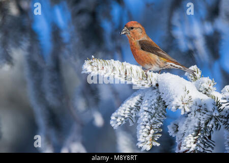 Crossbill comune - Fichtenkreuzschnabel - Loxia curvirostra ssp. curvirostra, Germania, adulto maschio, tipo D 'fantasma' Crossbill Foto Stock