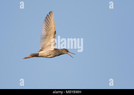 Common Redshank - Rotschenkel - Tringa totanus ssp. totanus, Russia (Tscheljabinsk), per adulti Foto Stock