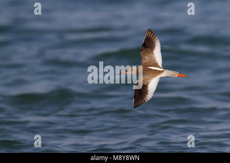 Common Redshank - Rotschenkel - Tringa totanus ssp. ussuriensis, Oman, adulti Foto Stock