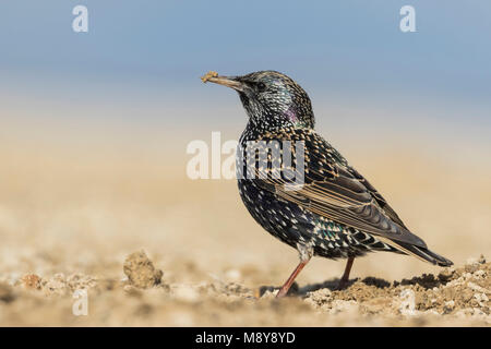 Starling comune - Star - Sturnus vulgaris ssp. vulgaris, Spagna Foto Stock