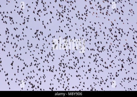 Starling comune - Star - Sturnus vulgaris ssp. vulgaris, Germania, sono ' appollaiati sito Foto Stock