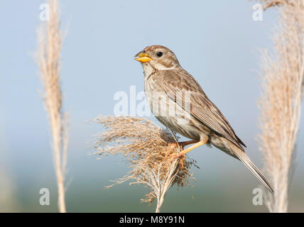 Corn Bunting - Grauammer - Miliaria calandra ssp. calandra, Croazia, per adulti Foto Stock