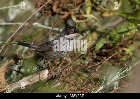 Mannetje Onvolwassen Cyprusgrasmus, maschio immaturo Cipro trillo Foto Stock