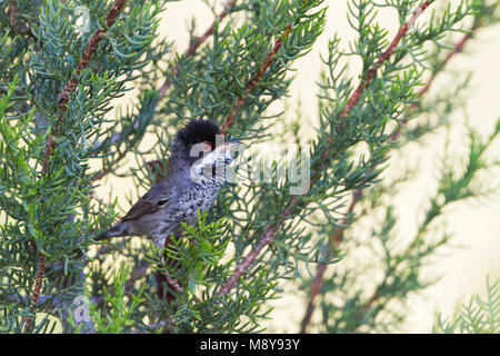 Cipro trillo - Schuppengrasmücke - Sylvia melanothorax, Cipro, maschio adulto Foto Stock