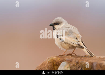 Deserto Sparrow - Wüstensperling - Passer simplex ssp. saharae, maschio adulto, Marocco Foto Stock