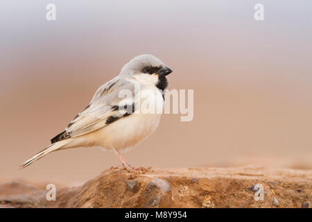 Deserto Sparrow - Wüstensperling - Passer simplex ssp. saharae, maschio adulto, Marocco Foto Stock